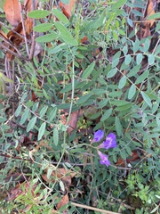 Vicia bungei