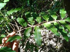 Podonephelium davidsonii