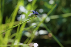 Rhyothemis triangularis