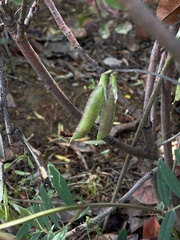 Vicia bungei