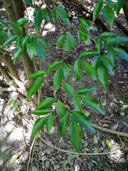 Arthroclianthus