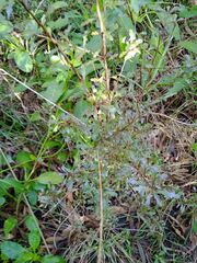 Denhamia fournieri