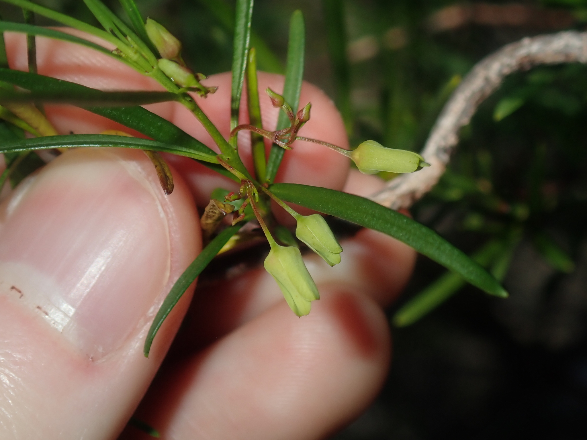 Aphanopetalum clematideum