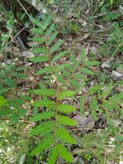 Podonephelium davidsonii