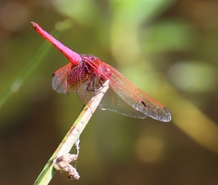 Trithemis aurora