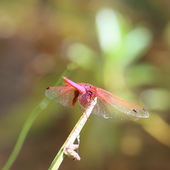 Trithemis aurora