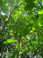 Alstonia balansae