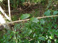 Maclura cochinchinensis