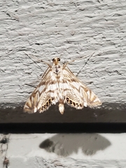 Neocataclysta