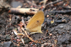 Hypocysta adiante antirius