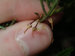 Dodonaea inaequifolia