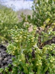 Tecticornia triandra
