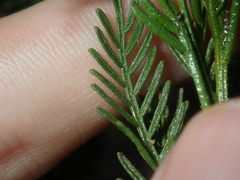 Dodonaea inaequifolia