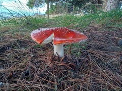 Amanita muscaria