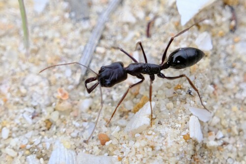 Odontomachus ruficeps
