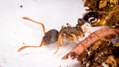 Myrmica punctiventris