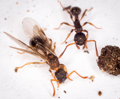 Myrmica punctiventris