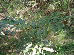 Podonephelium davidsonii