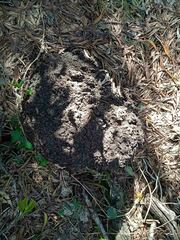 Microcerotermes novaecaledoniae