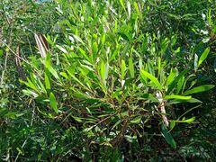 Acacia spirorbis