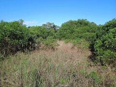 Acacia spirorbis