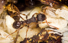 Myrmica punctiventris