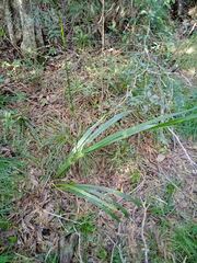 Dianella adenanthera