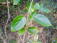 Stigmaphyllon mackeeanum