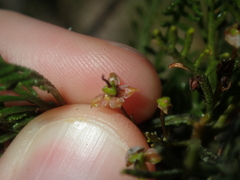 Dodonaea inaequifolia