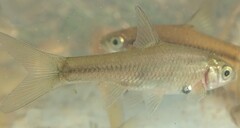 Enteromius paludinosus