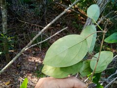 Stigmaphyllon mackeeanum