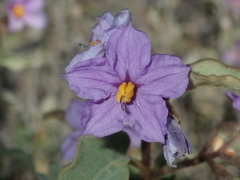 Solanum oldfieldii