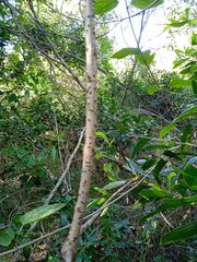 Stigmaphyllon mackeeanum