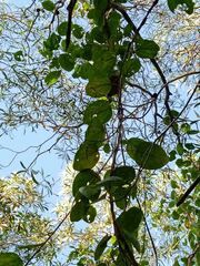 Stigmaphyllon mackeeanum