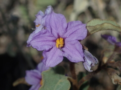 Solanum oldfieldii