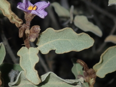 Solanum oldfieldii