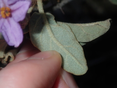 Solanum oldfieldii