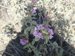 Solanum oldfieldii