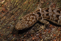 Gonatodes concinnatus