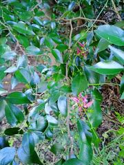 Arthroclianthus