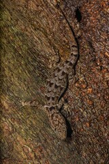 Gonatodes concinnatus