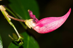 Arthroclianthus