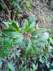 Archidendropsis paivana