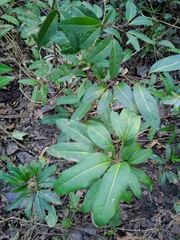 Archidendropsis paivana