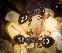 Myrmica punctiventris