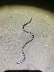 Rena humilis humilis