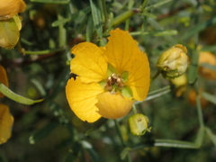 Senna glutinosa