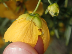 Senna glutinosa