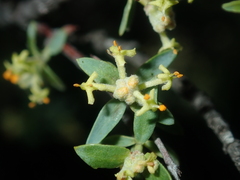 Pimelea microcephala