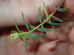 Pimelea microcephala